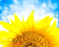 Beautiful yellow Sunflower petals closeup Royalty Free Stock Photo
