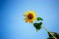 Beautiful yellow sunflower with blue sky background Royalty Free Stock Photo