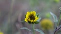 Beautiful yellow sunflower.