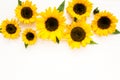 Beautiful with yellow sunflower on white background. Floral pattern. Flat lay, top view. Frame of flowers. Flowers Royalty Free Stock Photo