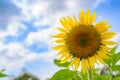 Beautiful Yellow sunflowers against a cloudy sky in background with copy space Royalty Free Stock Photo