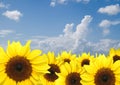 Beautiful yellow sunflowers with sky background Royalty Free Stock Photo