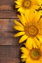 Beautiful yellow sunflowers close-up on a brown wooden table. Royalty Free Stock Photo