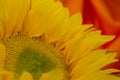 beautiful yellow sunflowers flowers  on bright background and sunflower seed Royalty Free Stock Photo