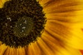 beautiful yellow sunflowers flowers  on bright background and sunflower seed Royalty Free Stock Photo