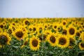 Beautiful yellow sunflowers under the blue sky. Natural wallpaper. Blue Yellow is the natural color of the Ukrainian flag. Large a Royalty Free Stock Photo