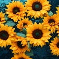Beautiful yellow sunflowers with water drops on dark blue background Royalty Free Stock Photo