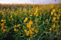 beautiful yellow sunhemp or Crotalaria juncea Royalty Free Stock Photo