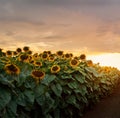 Beautiful yellow sunset over sunflower field. Landscape, wide view Royalty Free Stock Photo