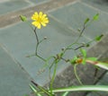 Beautiful yellow Taraxacum flower.