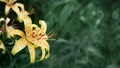 Beautiful yellow tiger lilies in the garden on a Sunny spring day. Copy space Royalty Free Stock Photo
