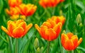 Beautiful yellow tipped orange tulips