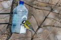 A beautiful yellow tit bird is in the transparent plastic bottle feeder house in the park in winter