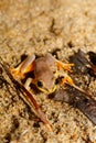 Beautiful yellow tree frog, madagascar Royalty Free Stock Photo