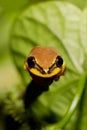 Beautiful yellow tree frog, madagascar Royalty Free Stock Photo