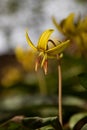 Beautiful yellow Trout Lily flower in full bloom in Lewisburg, Pennsylvania