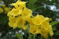 Beautiful Yellow Trumpet Flower
