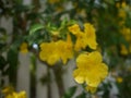 Beautiful yellow trumpet flowers are blooming in a fresh green garden.