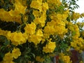 Beautiful yellow trumpet flowers are blooming in a fresh green garden.