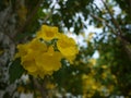 Beautiful yellow trumpet flowers are blooming in a fresh green garden.