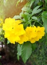 Beautiful Yellow Trumpetbush Flowers with Green Leaves Royalty Free Stock Photo