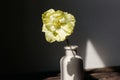Beautiful yellow tulip on aged wooden bench on background of grey wall in sunlight. Spring flower in vase rustic still life. Royalty Free Stock Photo
