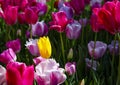 Beautiful yellow tulip in a bed with red and white tulips Royalty Free Stock Photo