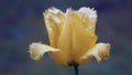 Beautiful Yellow Tulip With Blurry Background