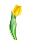 Beautiful yellow tulip closeup isolated on white background Royalty Free Stock Photo