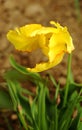 Beautiful yellow tulip flower