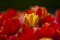 a Beautiful yellow red tulip flower Royalty Free Stock Photo