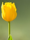 Beautiful yellow tulip flower blooming in spring Royalty Free Stock Photo