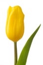 Beautiful yellow tulip flower