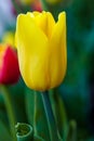 Beautiful yellow tulip. Flowerbackground, gardenflowers. Garden flower. Vertical Abstract background.
