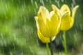 Beautiful yellow tulip flowers in the rain Royalty Free Stock Photo