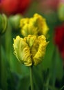 Beautiful yellow tulip flowers with their ruffled and feathered petals in spring garden with blurred background. Royalty Free Stock Photo