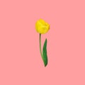 Beautiful yellow tulip with green stem leaf isolated on cherry pink background. Spring Easter Royalty Free Stock Photo