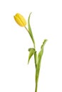 Beautiful yellow tulip isolated on white background. Royalty Free Stock Photo