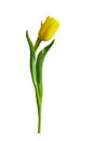 A beautiful yellow tulip isolated on white background. Royalty Free Stock Photo