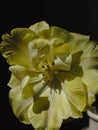 Beautiful yellow tulip petals close up in sunlight on dark background. Stylish flower still life, artistic composition. Floral Royalty Free Stock Photo