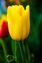 Beautiful yellow tulip. Vertical Abstract background. Flowerbackground, gardenflowers. Garden flower. Royalty Free Stock Photo