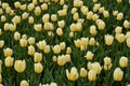 Beautiful yellow tulips blossom, blurred background Royalty Free Stock Photo