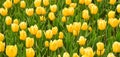 Beautiful yellow tulips blossom, blurred background Royalty Free Stock Photo