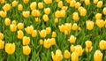 Beautiful yellow tulips blossom, blurred background Royalty Free Stock Photo