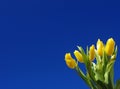 Mother`s Day. Beautiful yellow tulips on a blue sky background. Spring flower background with yellow tulips, mockup template. Royalty Free Stock Photo