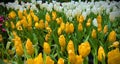 Yellow tulips field background blooming in spring season Royalty Free Stock Photo