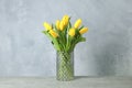 Beautiful yellow tulips in a glass vase on gray background Royalty Free Stock Photo