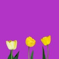 Beautiful yellow tulips with green stem leaves isolated on purple background. Spring Easter mothers womens day gardening concept