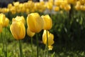 Beautiful yellow tulips growing outdoors on sunny day, closeup. Spring season Royalty Free Stock Photo