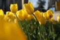 Beautiful yellow tulips growing outdoors on sunny day, closeup. Spring season Royalty Free Stock Photo